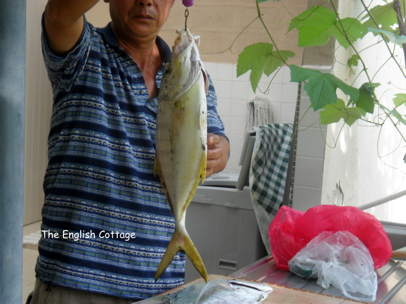 The Striped Trevally, weighing