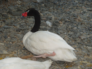 CESNES DE CUELLO NEGRO