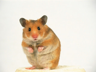 hamster-01049.jpg