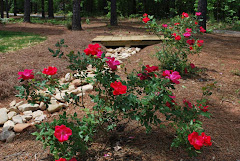 Roses Blooming Lakeside...