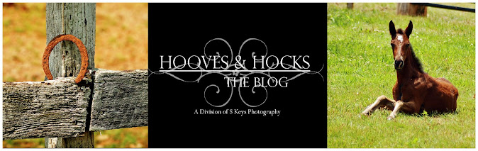 hoovesandhocksinfo.blogspot.com