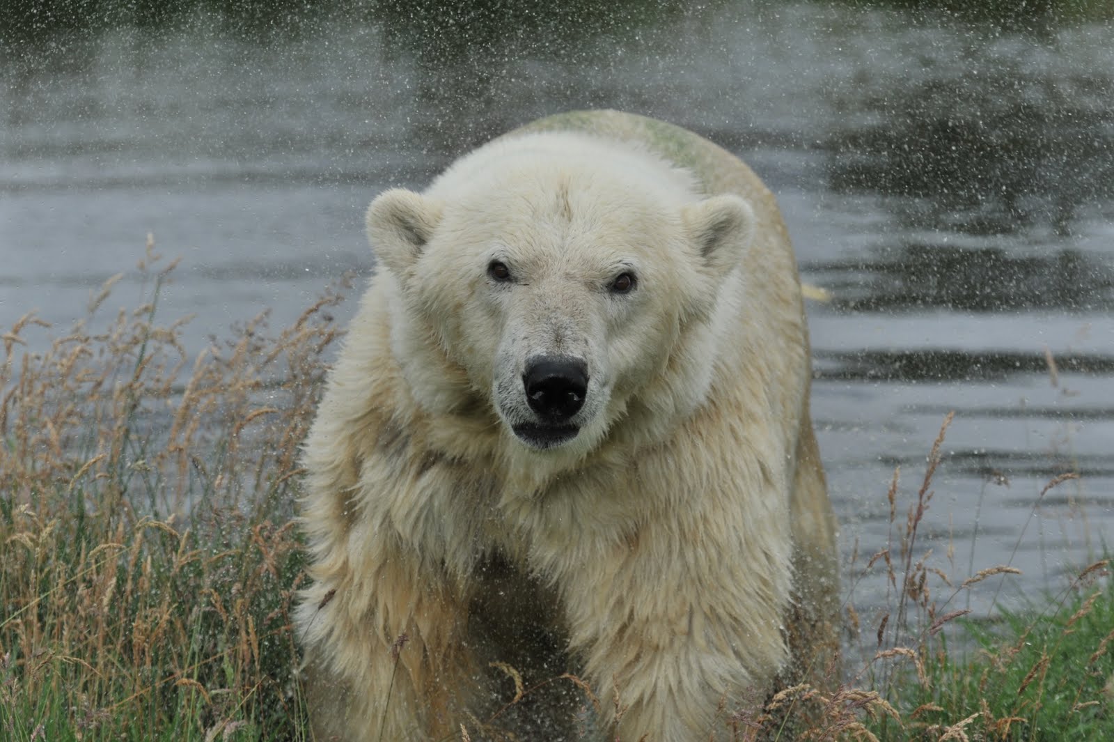 Zoo News Digest HOW DO YOU WEIGH A POLAR BEAR