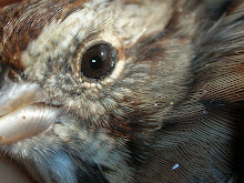 Song Sparrow