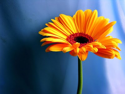 Gambar Bunga Matahari Terindah