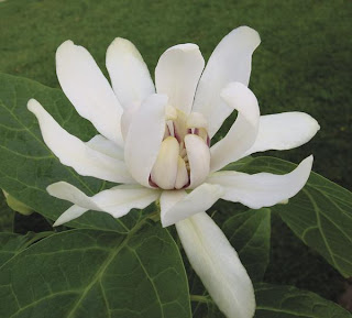 Calycanthus X Venus