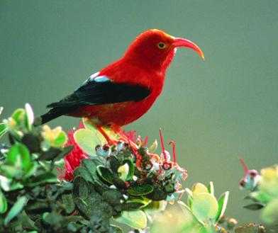 Big Rare Birds