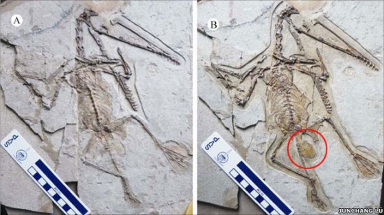 Pterosaurio hembra fósil hallado con huevo preservado (en círculo). Fuente: BBC