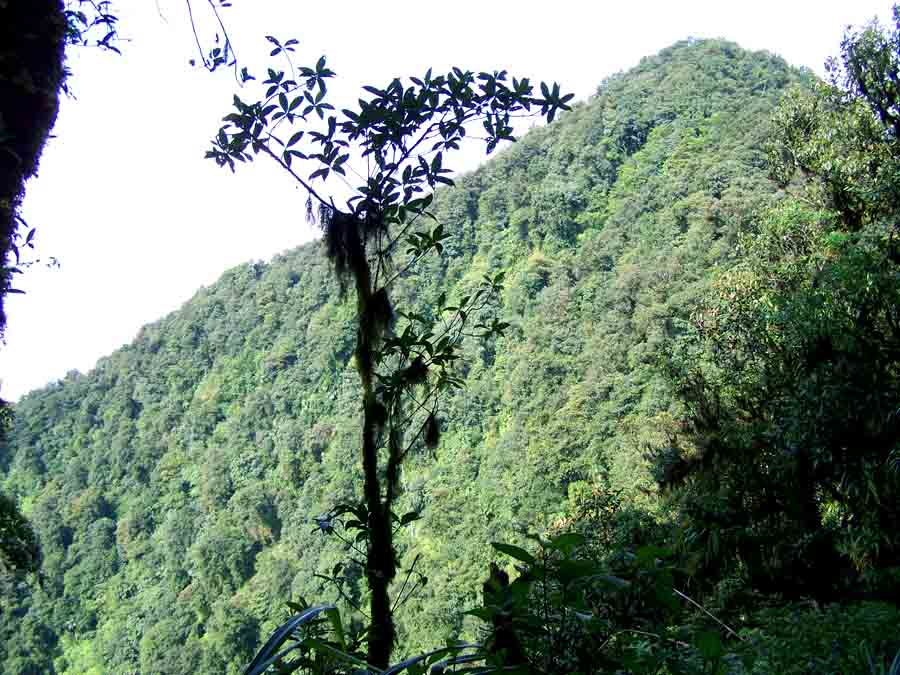 Sebaran hutan indonesia dari barat ke timur adalah