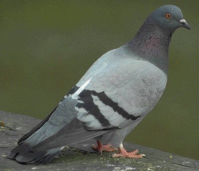 Pigeon Life Cycle