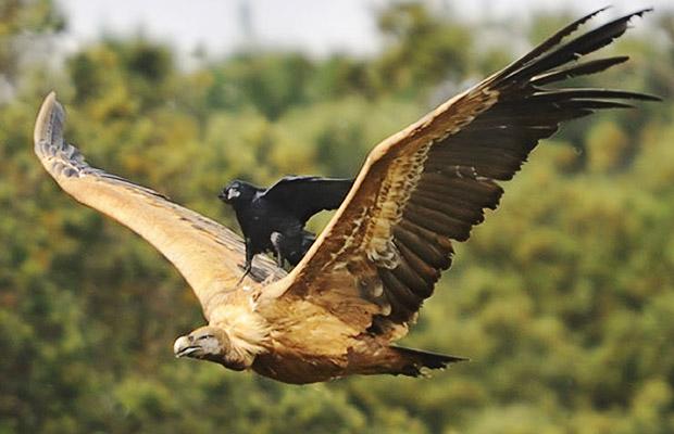 [crow+vulture.jpg]