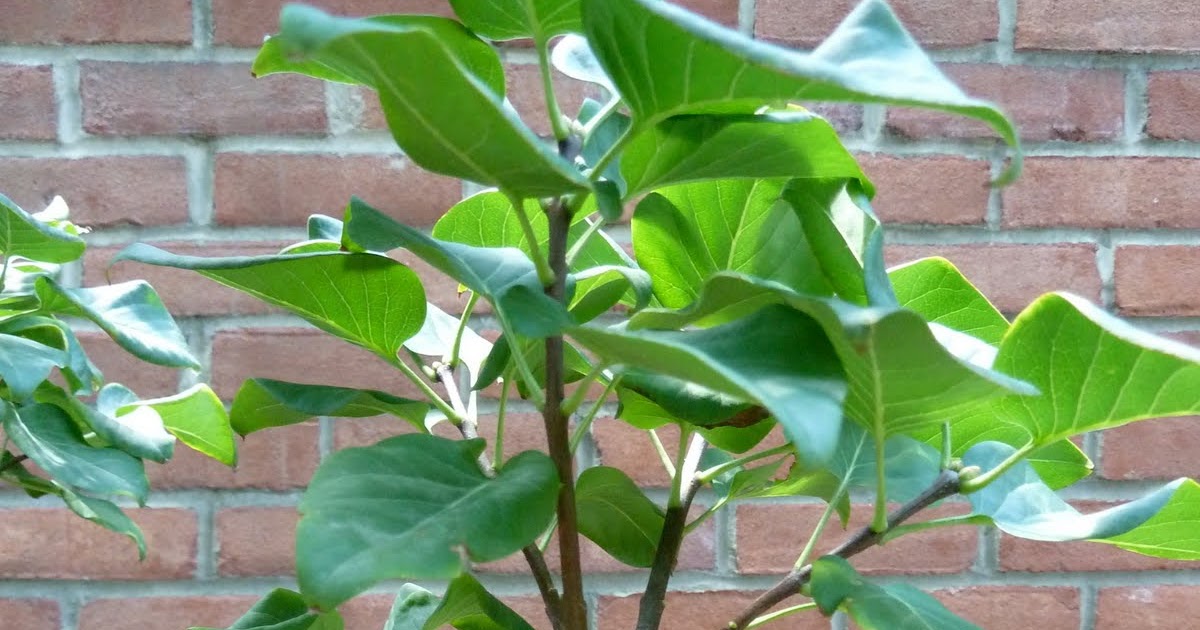 Biology Collection Stem (woody) a plant that uses wood as its structural tissue