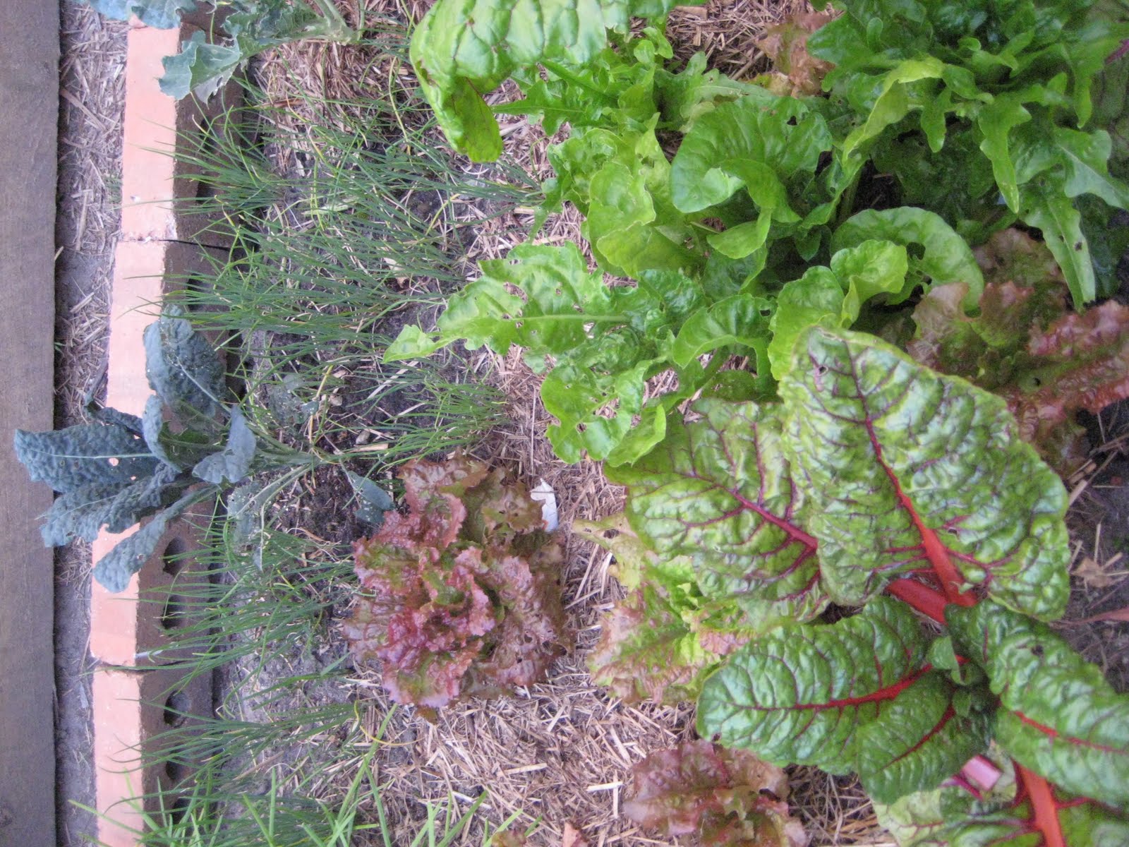 Humanities And Technology Plants Blog Y3 Choisya Ternata