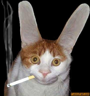 http://1.bp.blogspot.com/_D7yxjJ6AUB8/RpR9ojicuBI/AAAAAAAAALU/lbA68Kr4zos/s400/cat_smoke.jpg