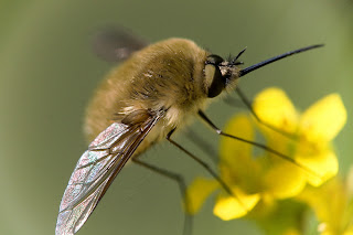 Para ampliar Bombyliidae hacer clic