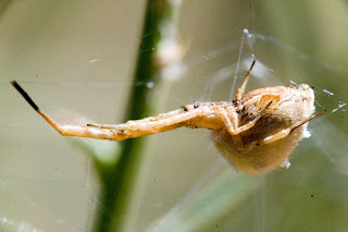 Para ampliar Uloborus walckenaerius hacer clic