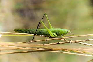 Para ampliar Ruspolia nitidula hacer clic