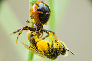 para ampliar Synema globosum hacer clic