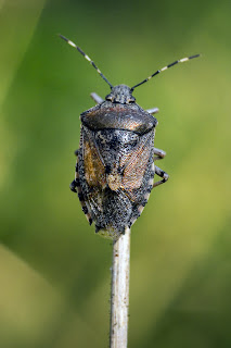 Para ampliar Rhaphigaster nebulosa (Chinche) hacer clic