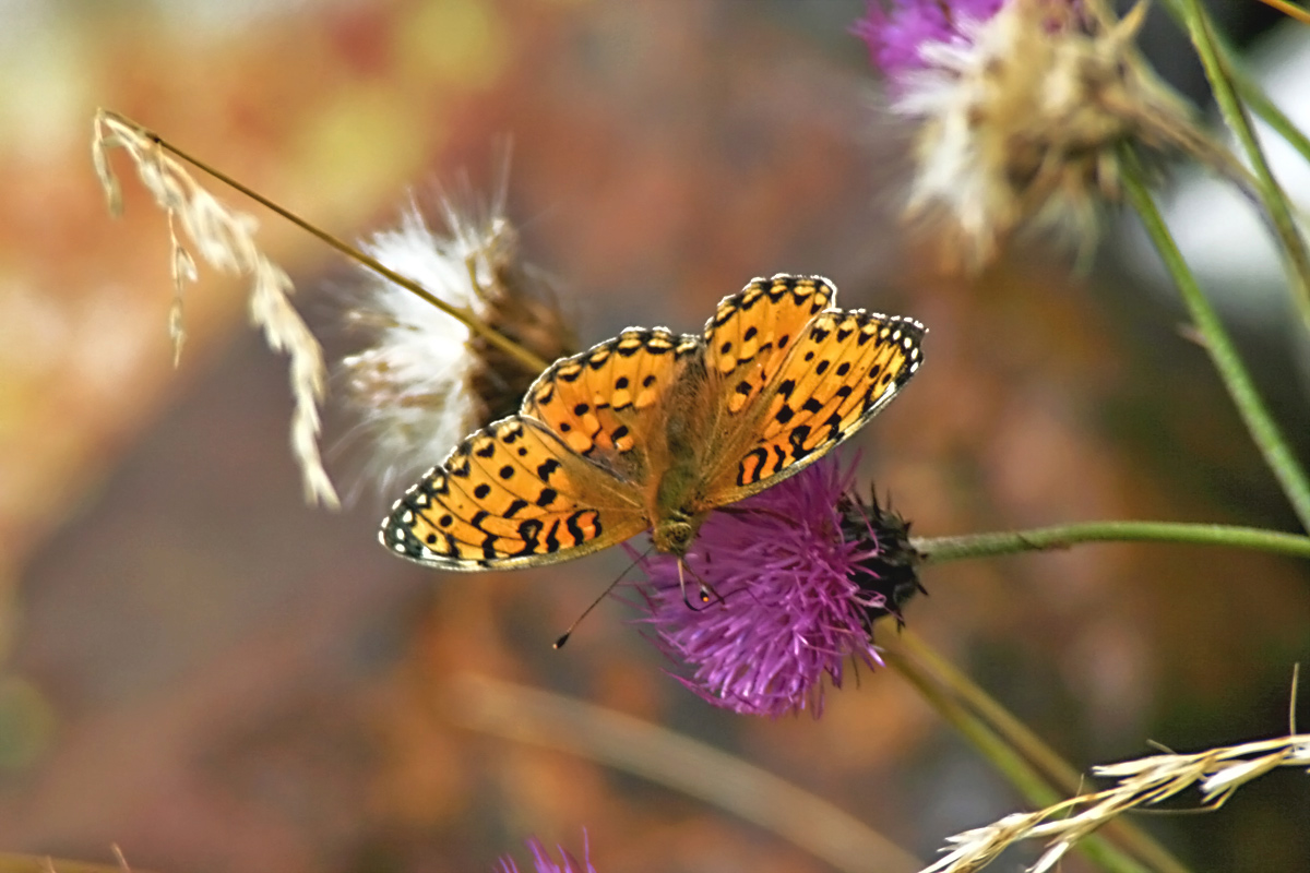 Invertebrados de Huesca: Argynnis aglaja (Lunares de plata)