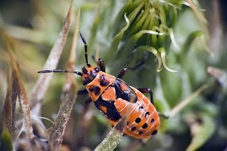 Para ampliar Spilostethus saxatilis hacer clic