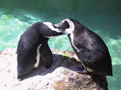 十大奇特夫妻 - 哈裡和胡椒是舊金山動物園一對企鵝，都是男性