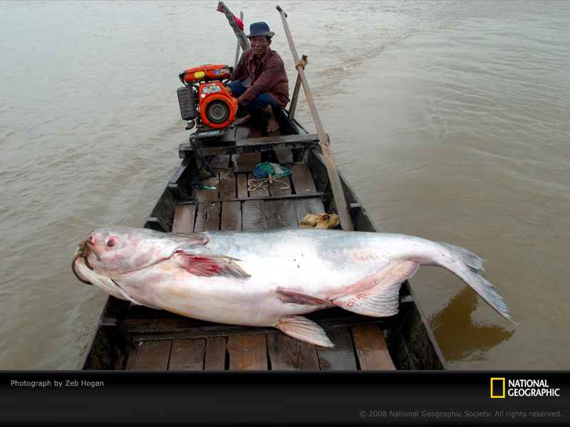 Biggest+mekong+catfish