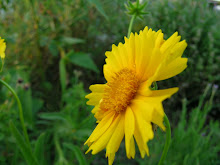 Wild Coreopsis