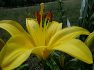 Yellow Lilly