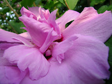 Rose of Sharon