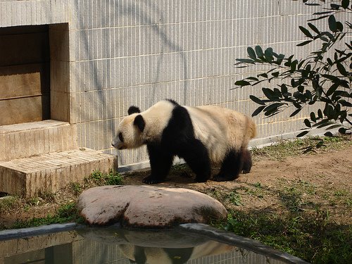 [oso+panda.jpg]