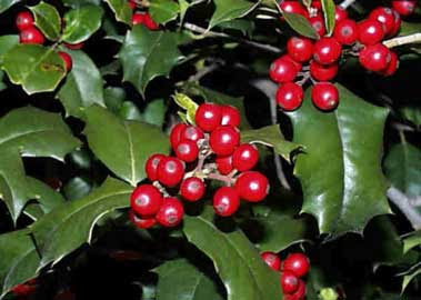 C3A7obanpC3BCskC3BClC3BC - Çoban Püskülü ve Sağlık için Faydaları C3A7obanpC3BCskC3BClC3BC