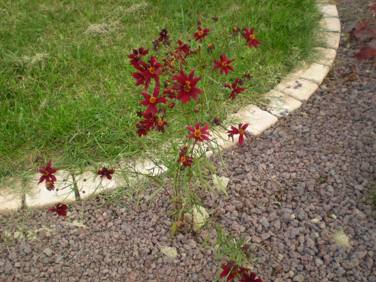 [Coreopsis+'Limerock+Ruby'.JPG]