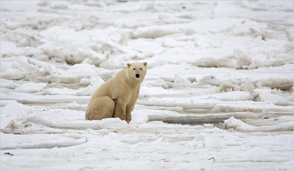 [polarbear.jpg]