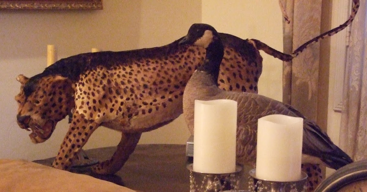 Pandora's Parlor Victorian Mystery Taxidermy Cat