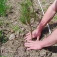 Cómo plantar una árbol