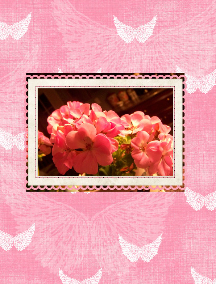 [pink-geranium-and-winged-paper.jpg]