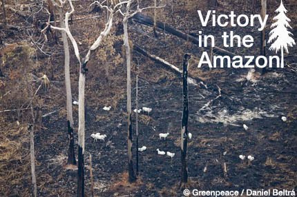 [amazon-cattle-fire.jpg]