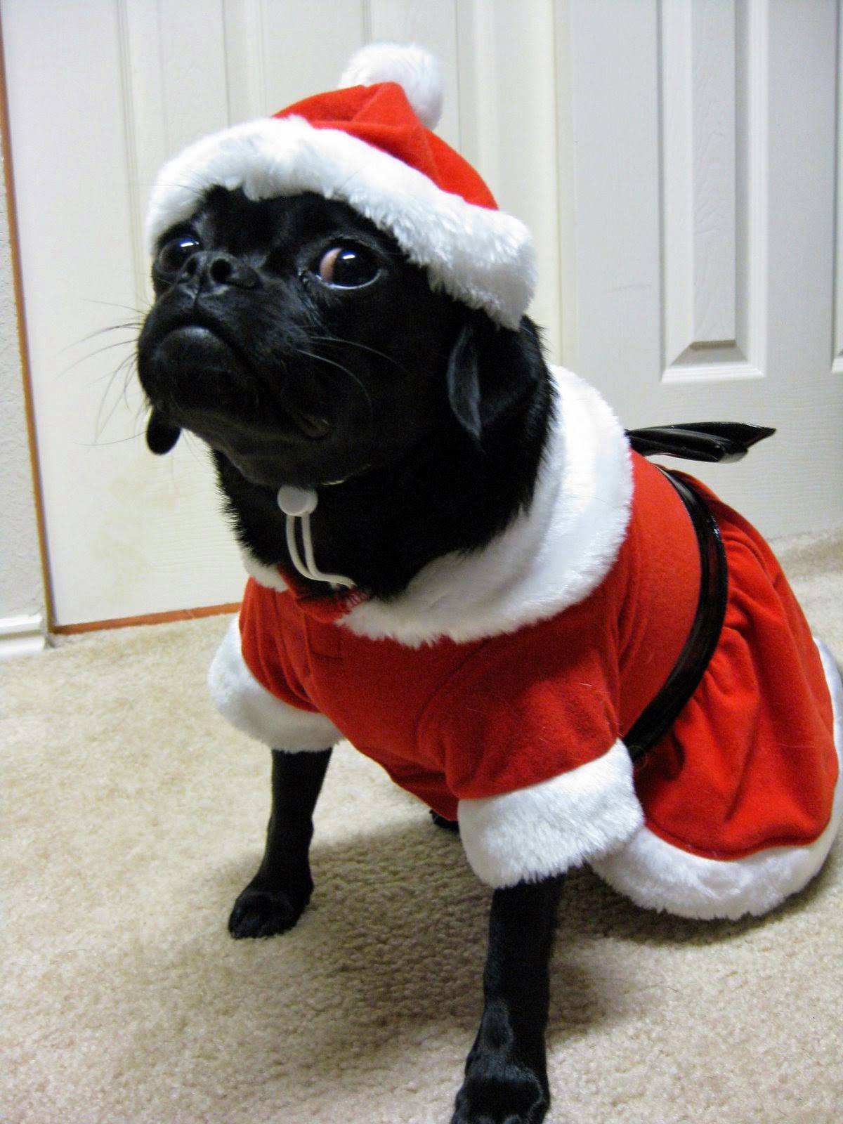 [Christmas+2008+013.jpg]