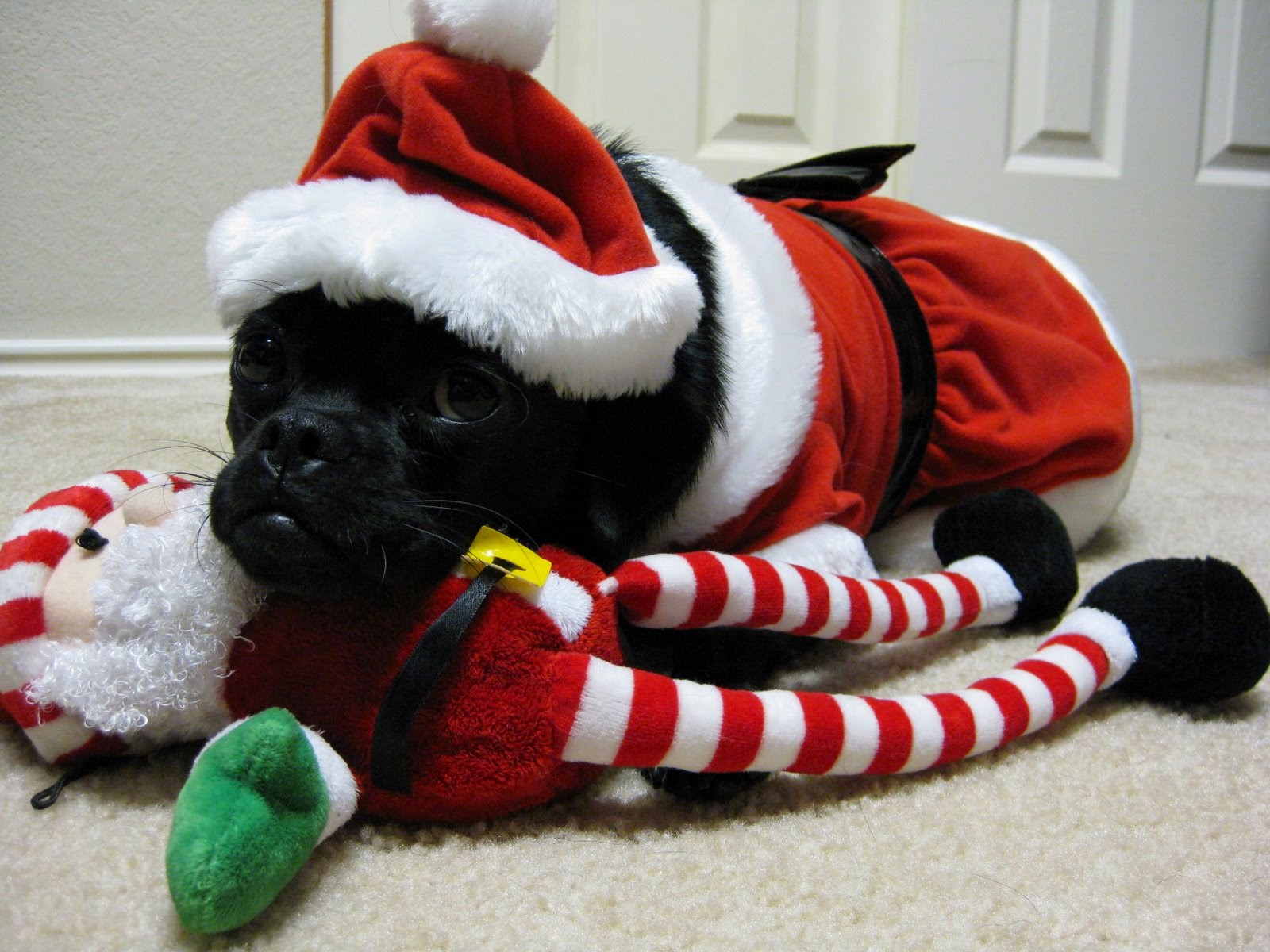 [Christmas+2008+015.jpg]