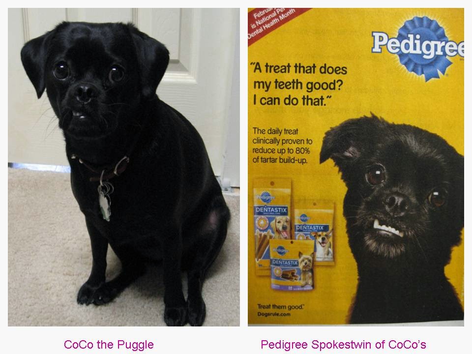 [Pedigree+Twin+1.jpg]