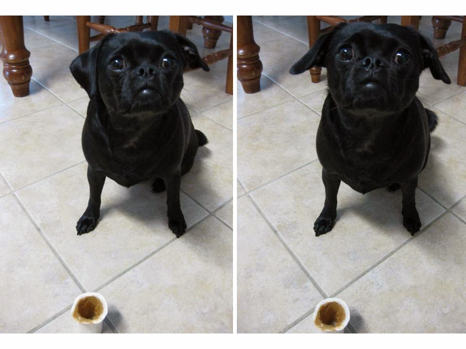 [CoCo+PB+Bone+5-31-09.jpg]