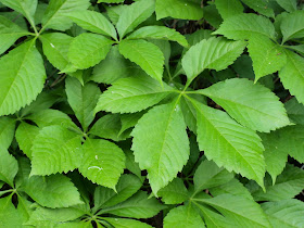 poison ivy vine pictures. is the Poison Ivy Vine!