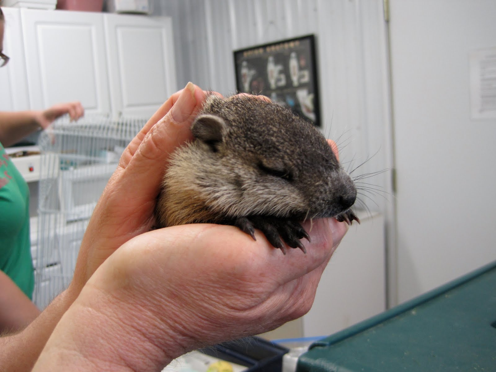 Find groundhog. KILL HIM Democratic Underground