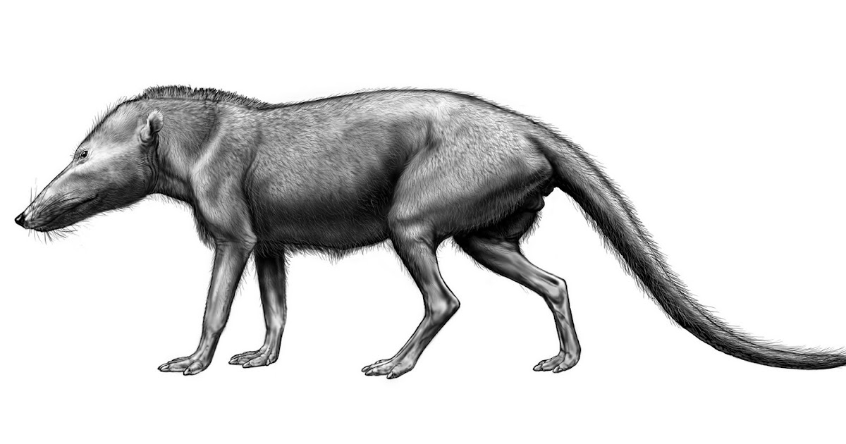 Caribbean Paleobiology: From land to sea