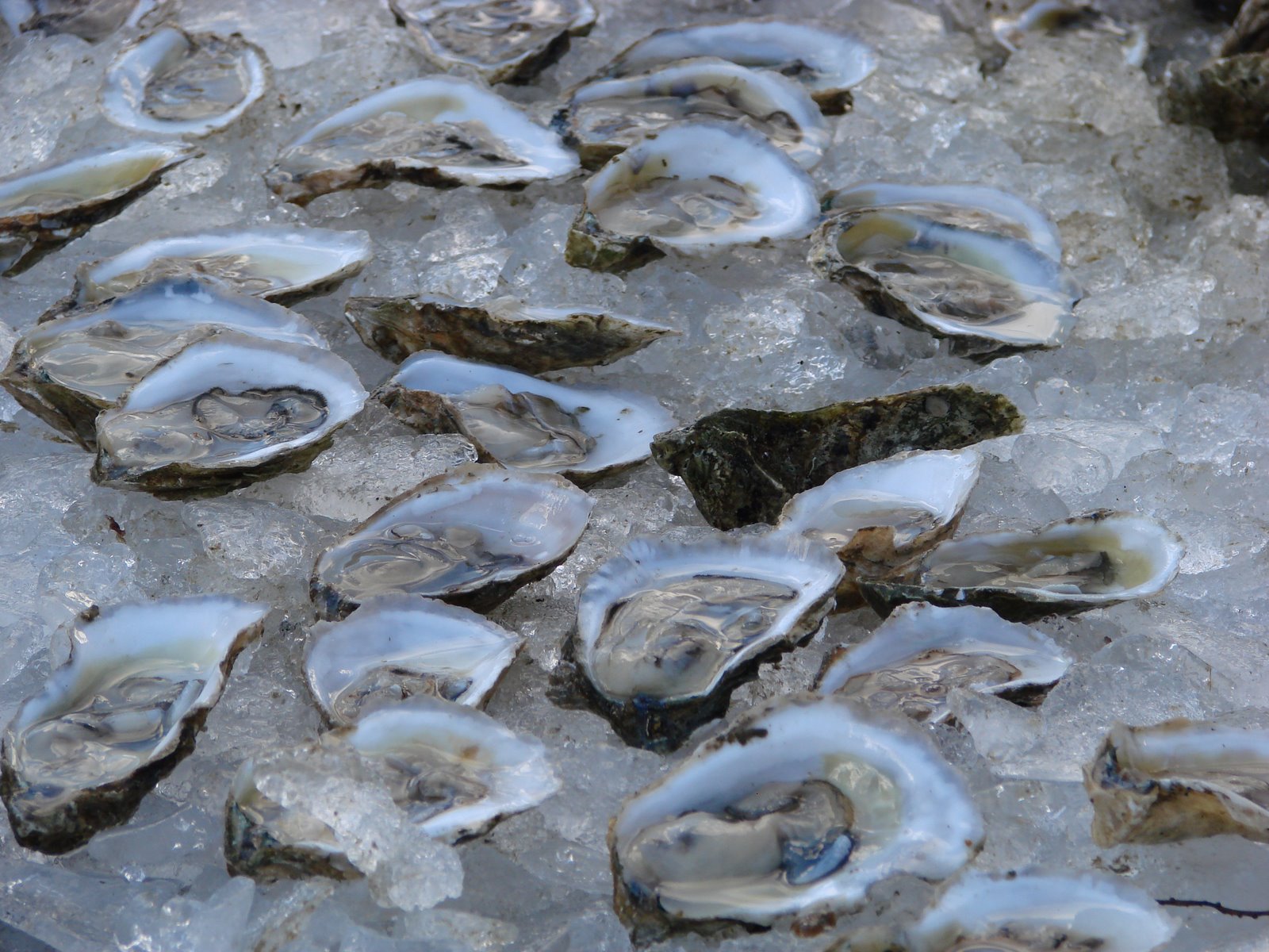 [hillary,oysterfest+08+106.JPG]