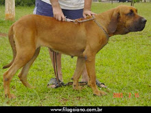 ONÇA DA VOZ DO VENTO