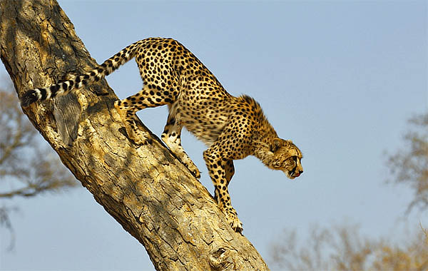 Big Cat In Tree. Cheetah in tree, Big Cat