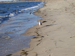 Sea Gulls-- Scavengers