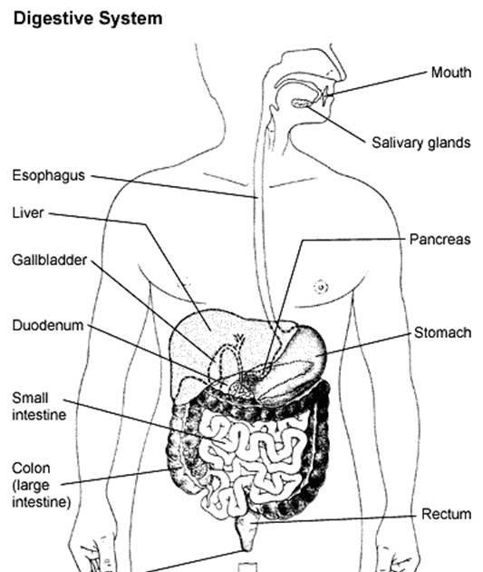 SCHOOL COLLEGE PROJECTS-SEMINARS...: Human Digestive System.