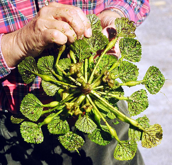 Water Chestnuts vs. Water Recreation Wayne County Life